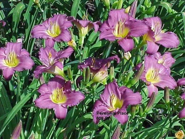 Daylily Clump 3 Bright Purple Little Grapette Hemerocallis Reblooming Perennial Plant