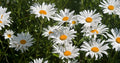 Roman Chamomile Seeds - Perennial Herb Groundcover, Medicinal & Fragrant, Chamaemelum nobile, 1000+ Seeds