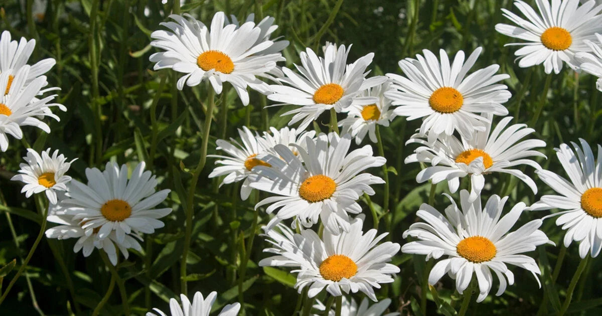 Roman Chamomile Seeds - Perennial Herb Groundcover, Medicinal & Fragrant, Chamaemelum nobile, 1000+ Seeds