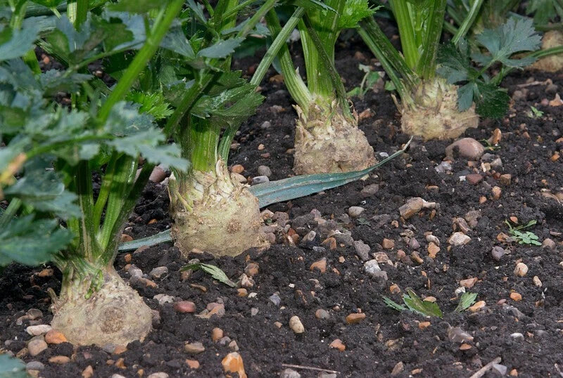 Celeriac Seeds 1500 Pack - Giant Prague Non-GMO Celery Root Seeds for Organic Gardening, Full Sun, USA Seller