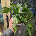 Pothos Baltic Blue Plug - Live Well-Rooted Epipremnum aureum Rare Aroid Indoor Plant