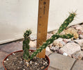 Live Rooted Cylindropuntia Imbricata Tree Cholla Cactus Plant – Southwestern, Drought-Resistant, Low-Water Garden
