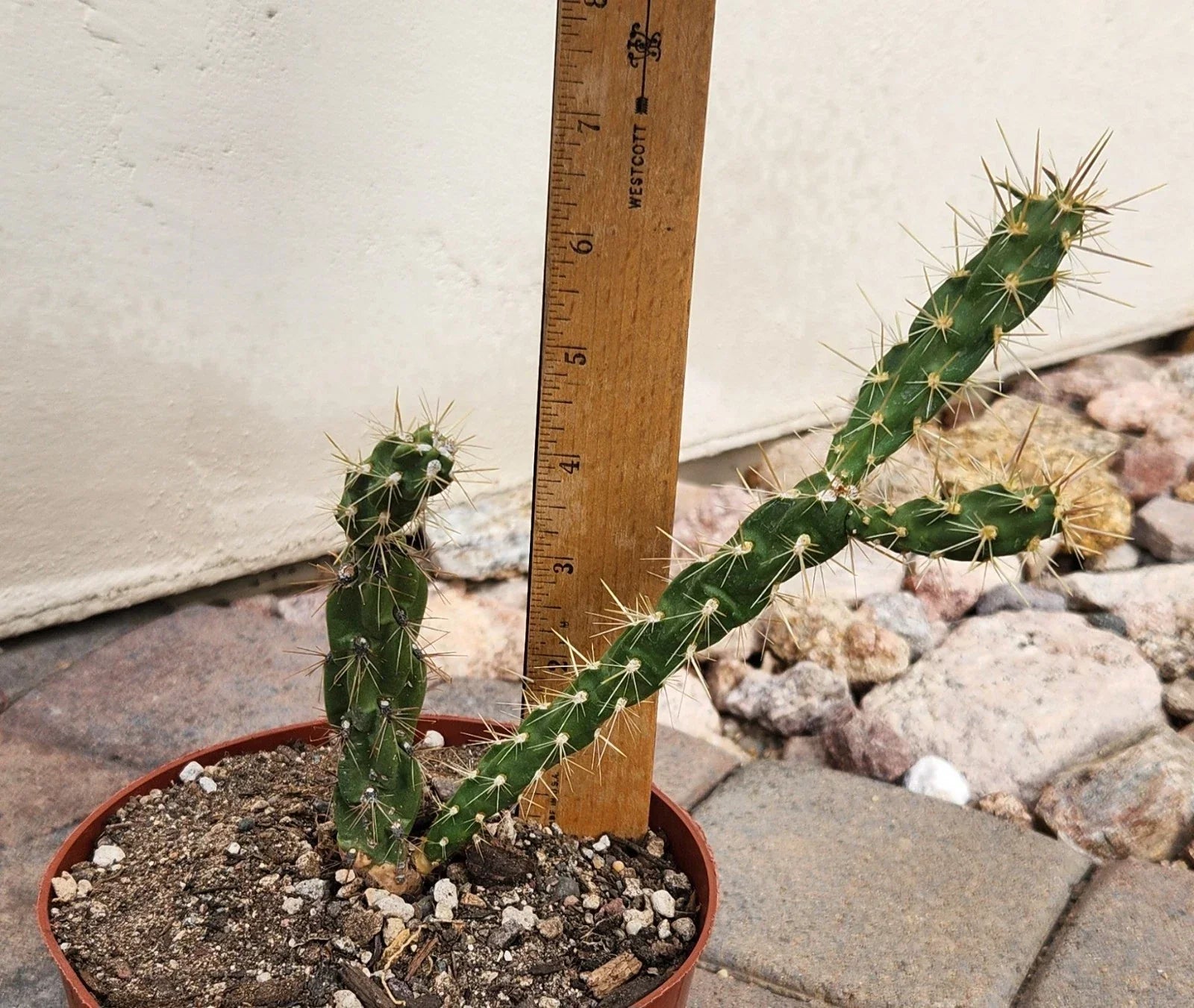 Live Rooted Cylindropuntia Imbricata Tree Cholla Cactus Plant – Southwestern, Drought-Resistant, Low-Water Garden
