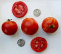 Super Sioux Tomato Seeds - 25 Pack Heirloom Non-GMO for Home Gardens, Salad & Sauce, Indeterminate, Solanum lycopersicum
