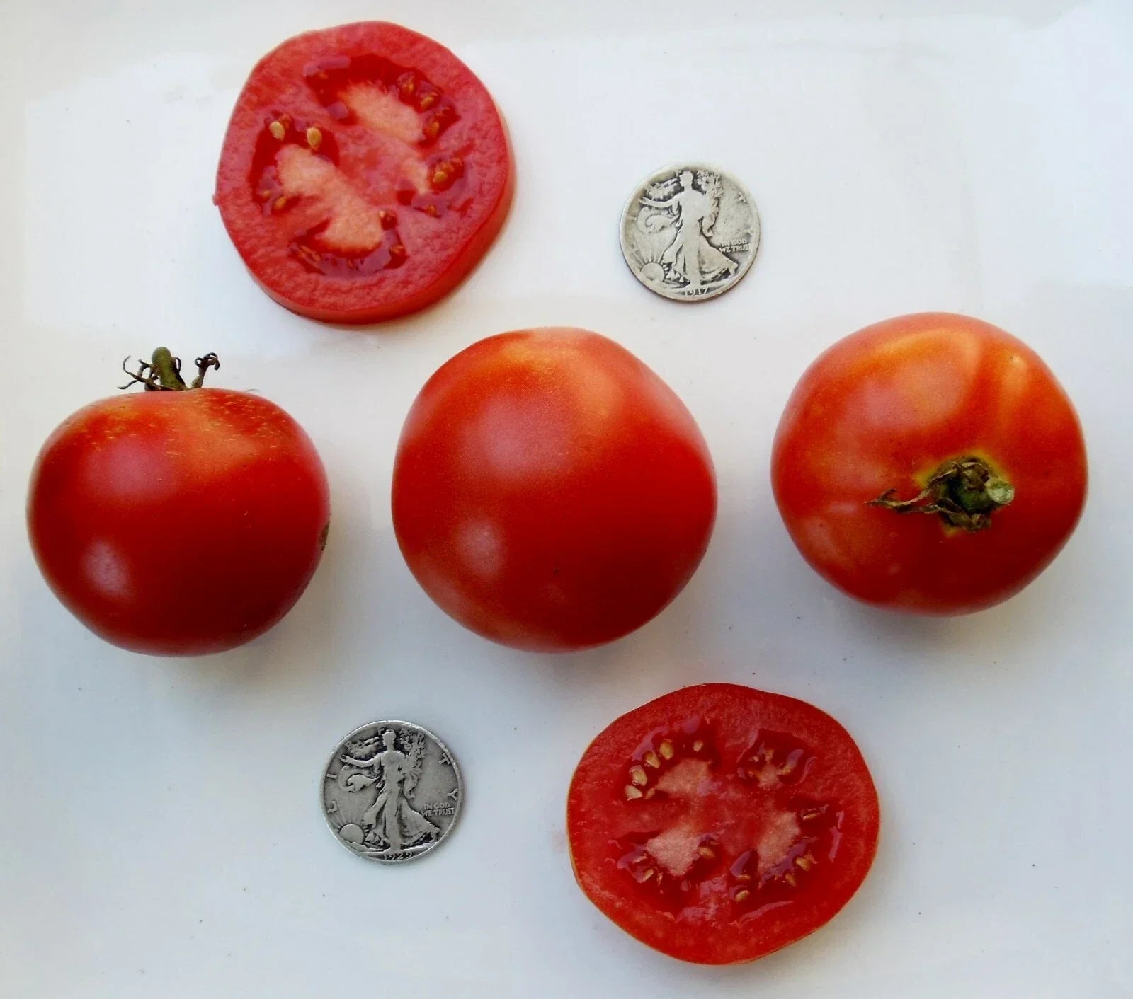 Super Sioux Tomato Seeds - 25 Pack Heirloom Non-GMO for Home Gardens, Salad & Sauce, Indeterminate, Solanum lycopersicum