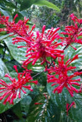 Red Firespike Plant Cuttings - Organic Odontonema strictum for Butterfly & Hummingbird Gardens, 6 Pack