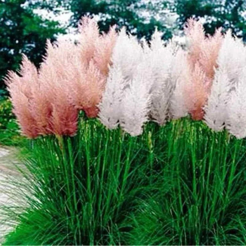 Pampas Grass Seeds Mix - Perennial Ornamental Seeds - Cortaderia selloana - Full Sun, Drought Tolerant, 25 Seeds