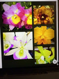 Cattleya Orchid Plant Bare Root - 1-3 Stems, Unique Cattleya Variety, Epiphytic, No Pot or Tag