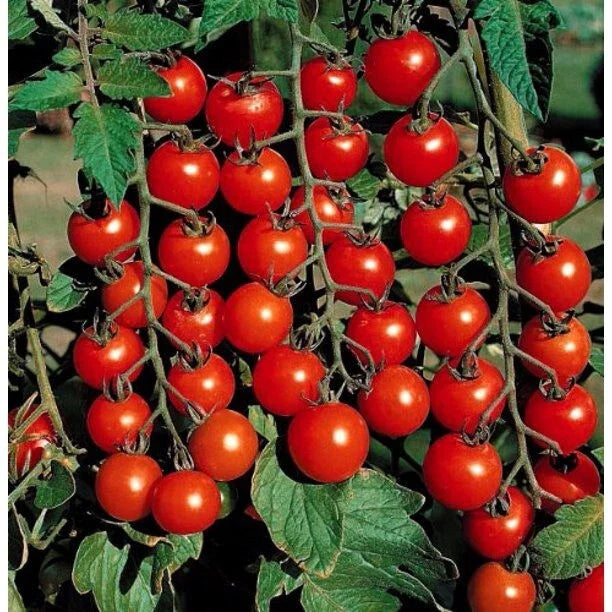 Cherry Tomato Seeds - Organic Heirloom Non-GMO Super Sweet Large Fruit for Home Gardens, Container Gardening, Solanum lycopersicum