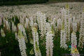 Russell White Lupine Seeds - 25+ Pack for Garden Planting - Lupinus polyphyllus - White Flowers, Perennial, USA Grown
