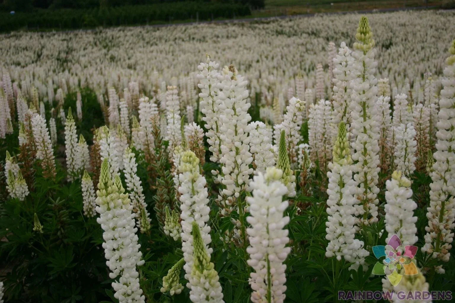 Russell White Lupine Seeds - 25+ Pack for Garden Planting - Lupinus polyphyllus - White Flowers, Perennial, USA Grown