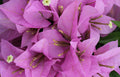 Bougainvillea Starter Plant, Rijnstar Lila Variety, Well Rooted, Bougainvillea glabra, Drought-Tolerant, Vibrant Purple Blooms