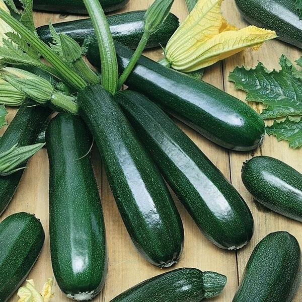 Organic Heirloom Dark Green Zucchini Seeds – Non-GMO Cucurbita pepo for Home Gardens & Containers