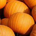 Jack O Lantern Pumpkin Seeds - 15+ Pack for Vegetable Garden & Decorative Use - Cucurbita pepo