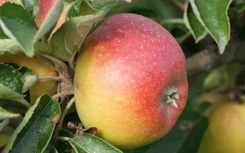 Court Pendu Plat Apple Seeds - 25+ Heirloom Malus domestica for Garden Planting, Fruit Trees, USA Shipping