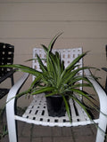 Rooted Spider Plant in Pot - Solid Green Indoor Chlorophytum comosum
