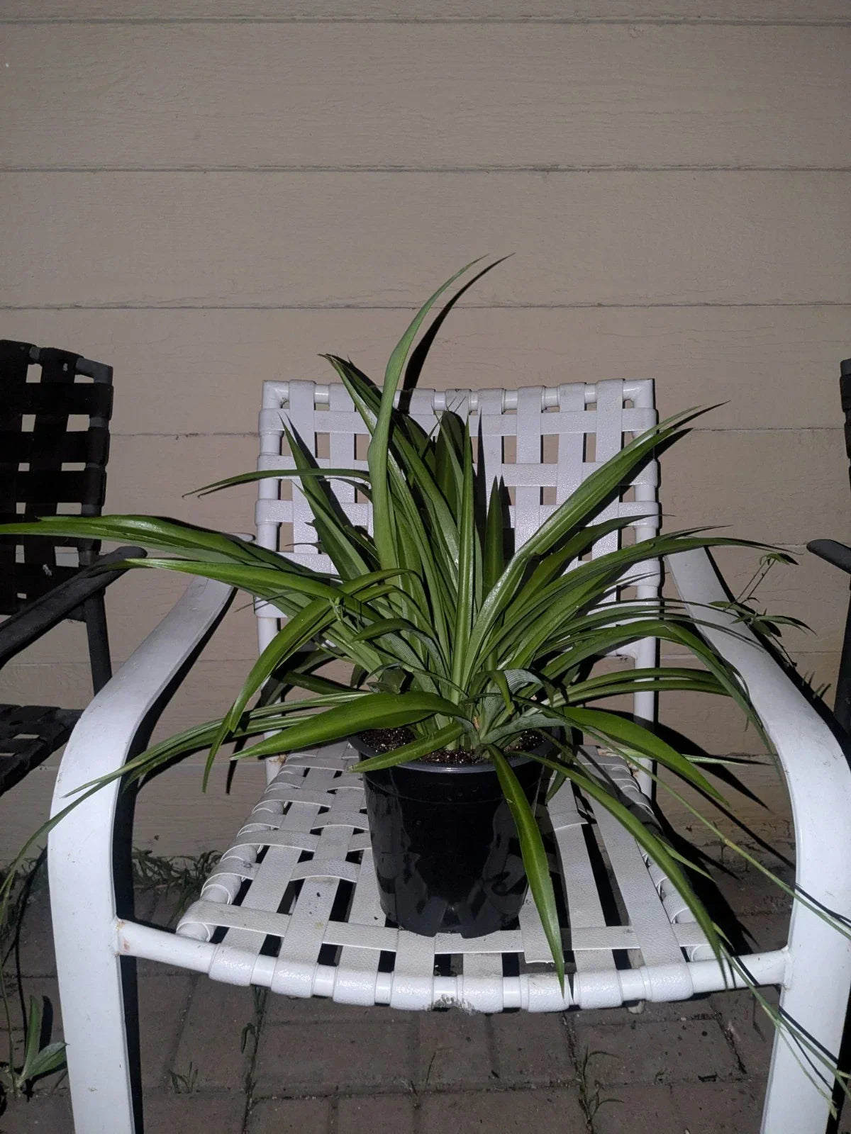 Rooted Spider Plant in Pot - Solid Green Indoor Chlorophytum comosum