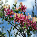 Pink Orchid Tree Seeds - Bauhinia monandra Tropical Butterfly Flower, Rare Exotic Plant for Gardens and Containers