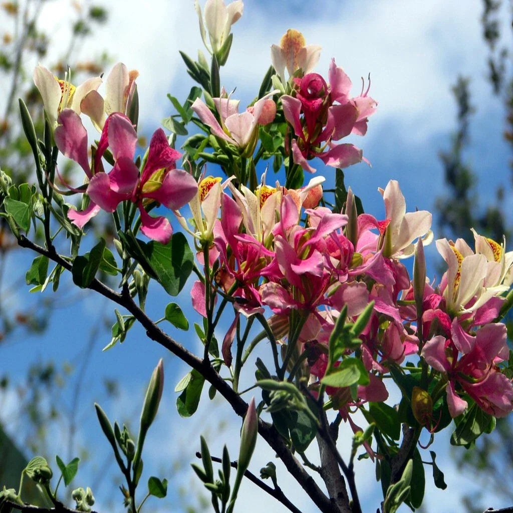 Pink Orchid Tree Seeds - Bauhinia monandra Tropical Butterfly Flower, Rare Exotic Plant for Gardens and Containers