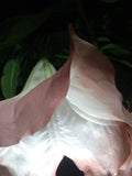Brugmansia Cuttings Pink Peach Angel Trumpet Fragrant Flowers Easy to Grow
