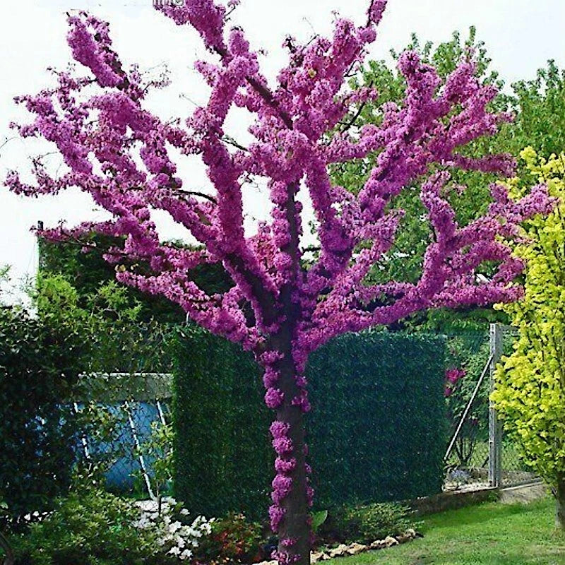 Judas Tree Seeds - Cercis siliquastrum - Mediterranean Redbud Flowers, Fast Growing, Hardy, Deciduous Tree Seeds