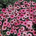 Purple Bravado Coneflower Seeds, Echinacea purpurea, Perennial Flower Seeds for Garden Planting, Vibrant Purple Blooms