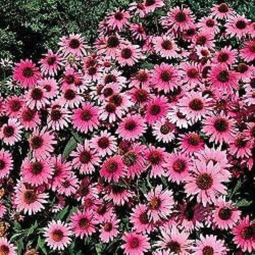 Purple Bravado Coneflower Seeds, Echinacea purpurea, Perennial Flower Seeds for Garden Planting, Vibrant Purple Blooms