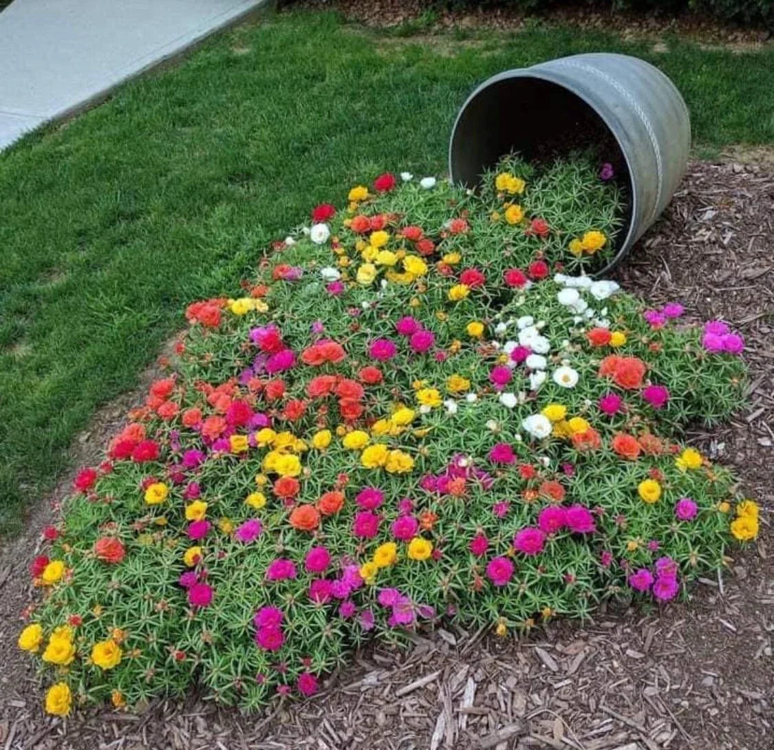 Moss Rose Seeds - 1000+ Portulaca Grandiflora Vibrant Color Mix for Gardens & Containers