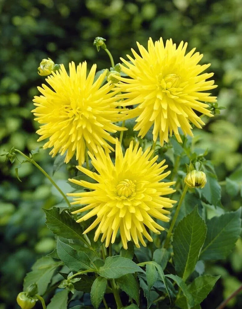 Yellow Cactus Dahlia Tubers - 3 Large Planting Tubers, Bright Yellow, Dahlia pinnata, Spiky Petals, Full Sun, Garden Flower Bulbs