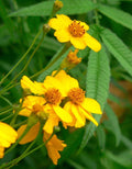 Marigold Seeds - 75 Count - Mexican Mint Herb - Tagetes lucida - Ornamental & Culinary Herb Seeds