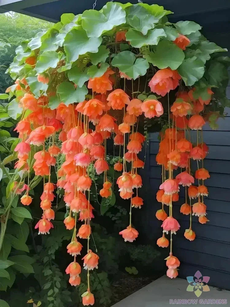 Orange Weeping Begonia Seeds - 25+ Premium Begonia x tuberhybrida for Garden & Hanging Baskets