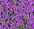 Purple Rockcress Seeds – Perennial Ground Cover Aubrieta deltoidea, Purple Flowers, 200+ Seeds for Rock Gardens & Borders