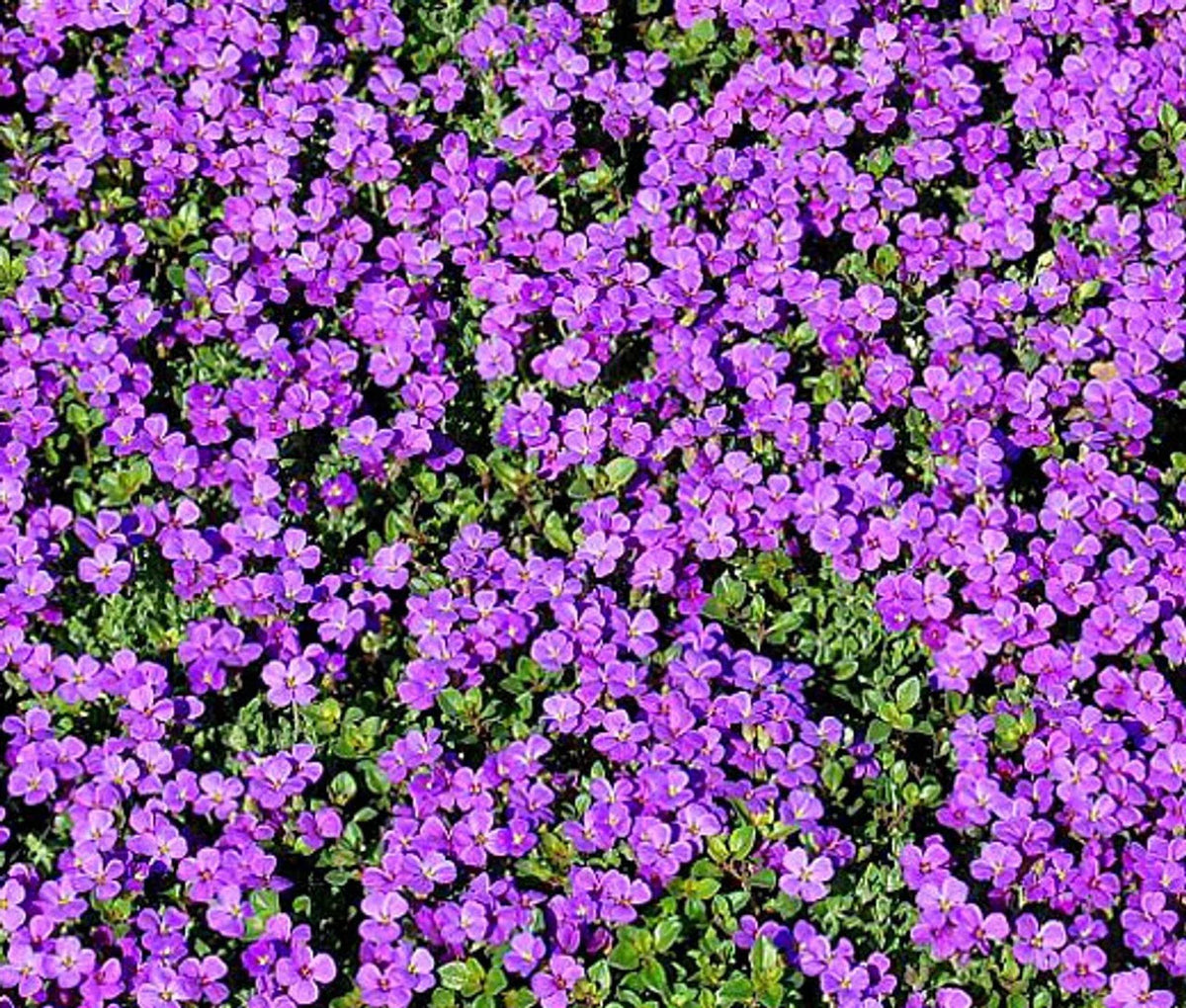 Purple Rockcress Seeds – Perennial Ground Cover Aubrieta deltoidea, Purple Flowers, 200+ Seeds for Rock Gardens & Borders