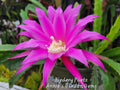 Epiphyllum Fiedery Paetz Unrooted Cuttings 8-10 Inch - Indoor Cactus Plant for Propagation