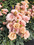 Lisianthus Plug 3-inch Apricot Eustoma grandiflorum Live Starter Plant for Garden or Cut Flowers