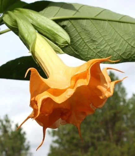 Orange Angel Trumpet Seeds - 10 Fragrant Trumpet Flowers for Garden & Container - Brugmansia arborea Seeds