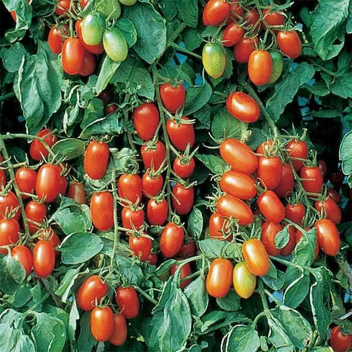 Juliet Tomato Seeds F1 Hybrid Non-GMO Heirloom Solanum lycopersicum for Home Garden, Container Gardening