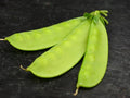 Mammoth Melting Sugar Pea Seeds – Non-GMO Heirloom Pisum sativum for Garden, Container & Vertical Growing
