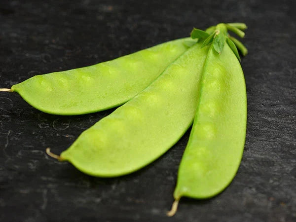 Mammoth Melting Sugar Pea Seeds – Non-GMO Heirloom Pisum sativum for Garden, Container & Vertical Growing
