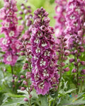 Bee Delphinium Seeds - 200+ Pink & White Variety - Delphinium elatum Flower Seeds for Garden Planting