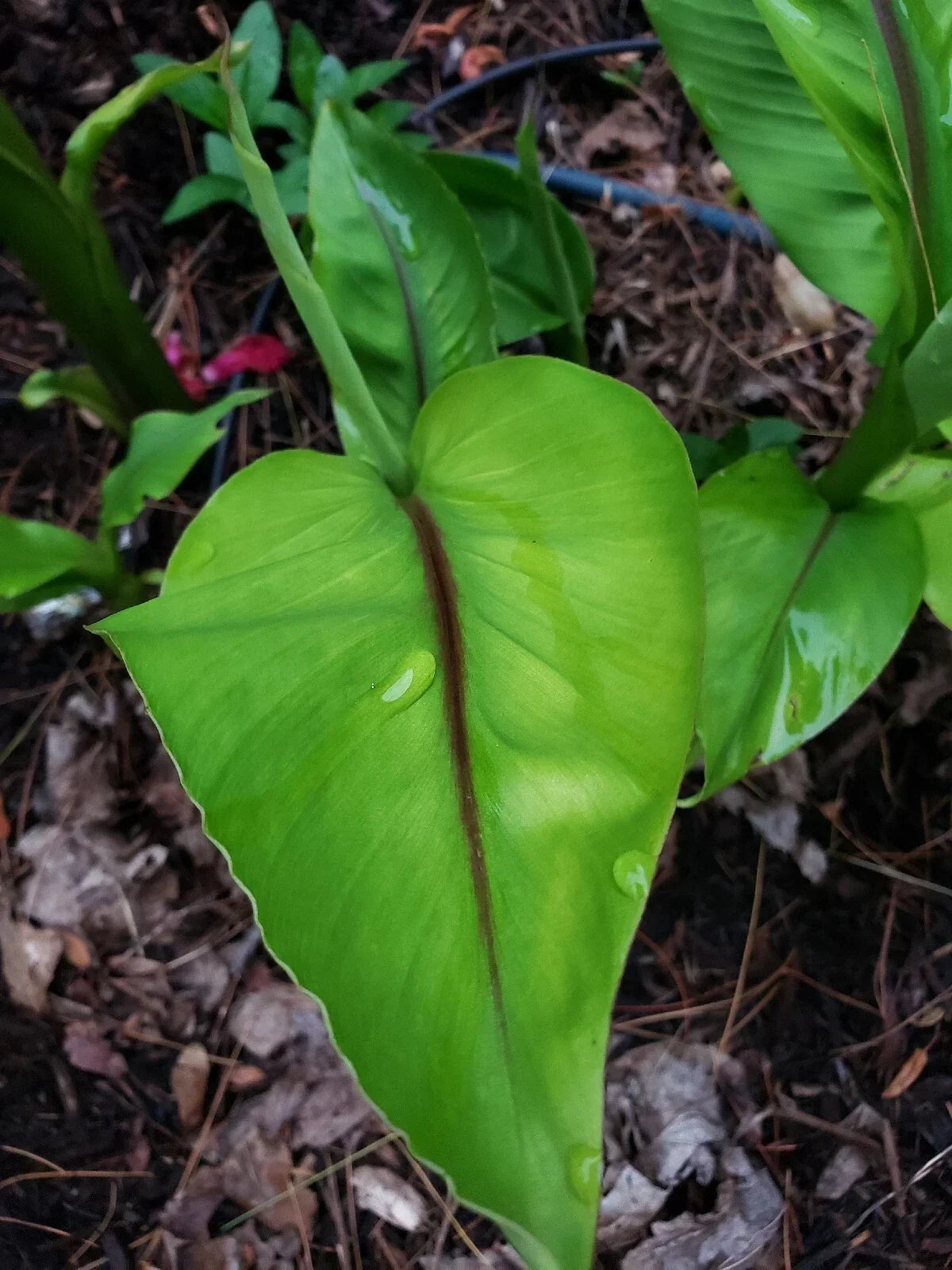 Cold Hardy Banana Plant Pup, Musa basjoo, 1 ft, Resilient Root System, Grown in NJ, Hardy Tropical Plant for Garden or Patio