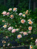 Climbing Rose Live Plant - HanXian Chinese Rose, Own Root, Fragrant Blooms, Vigorous Growth, Garden Trellises & Arbors