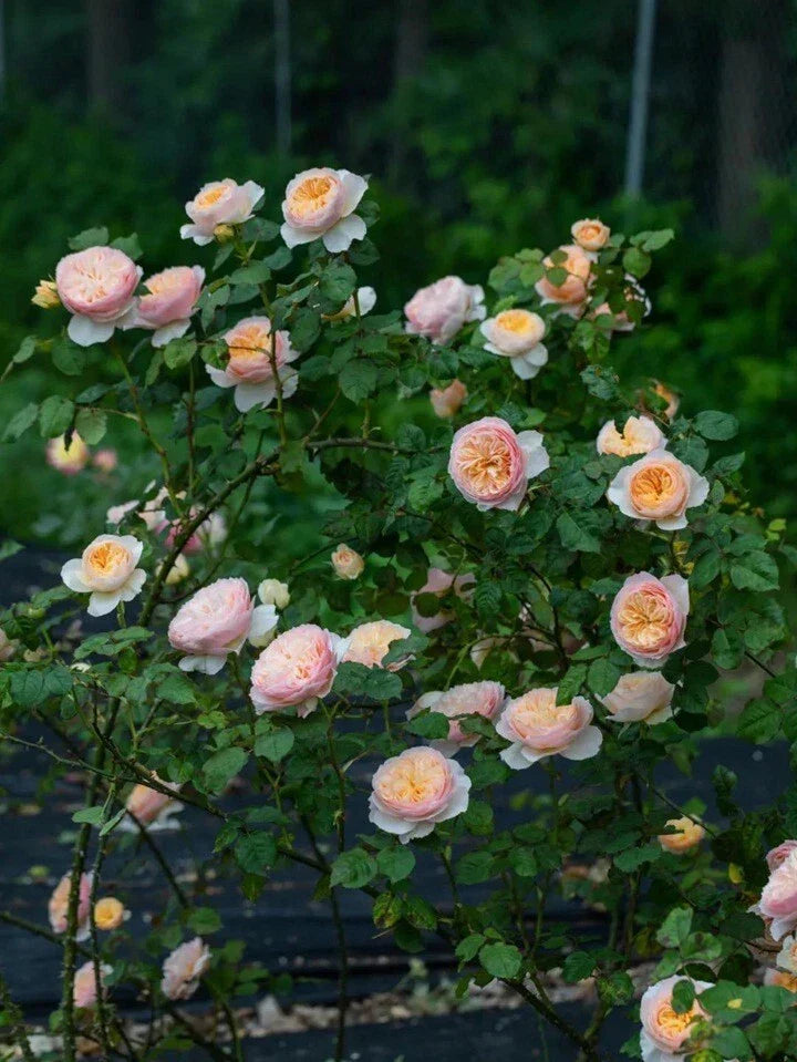 Climbing Rose Live Plant - HanXian Chinese Rose, Own Root, Fragrant Blooms, Vigorous Growth, Garden Trellises & Arbors