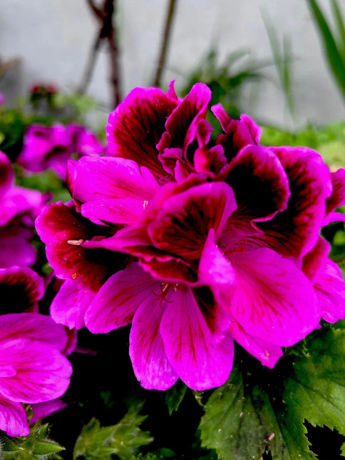 Live Plant in 3-Inch Pot, Lavender Pink & Dark Maroon Foliage, Indoor Decorative Houseplant, Scientific Name Unknown