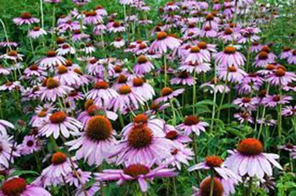 Purple Coneflower Seeds 500 Pack, Echinacea purpurea, Vibrant Purple Flowering Perennial for Gardens & Pollinators