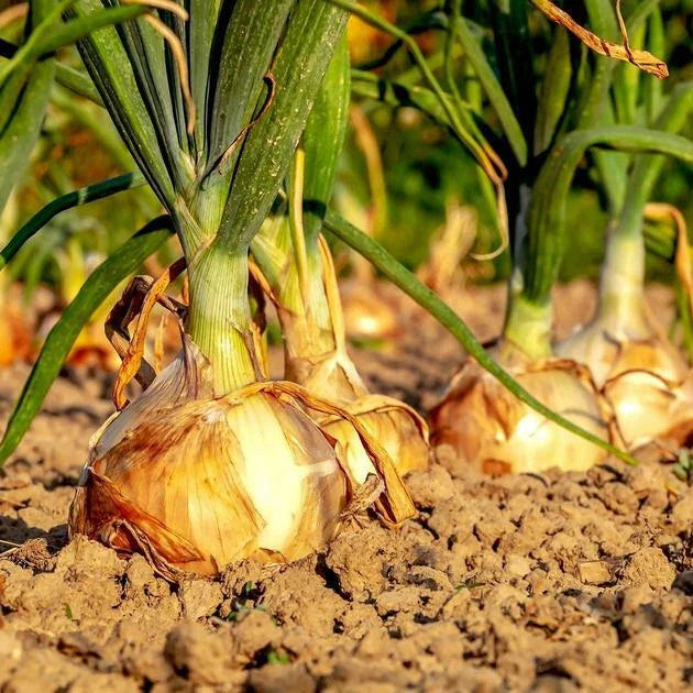 Onion Seeds Packet 200+ Texas Early Grano 502 Yellow Allium cepa Heirloom Vegetable Seeds Non-GMO