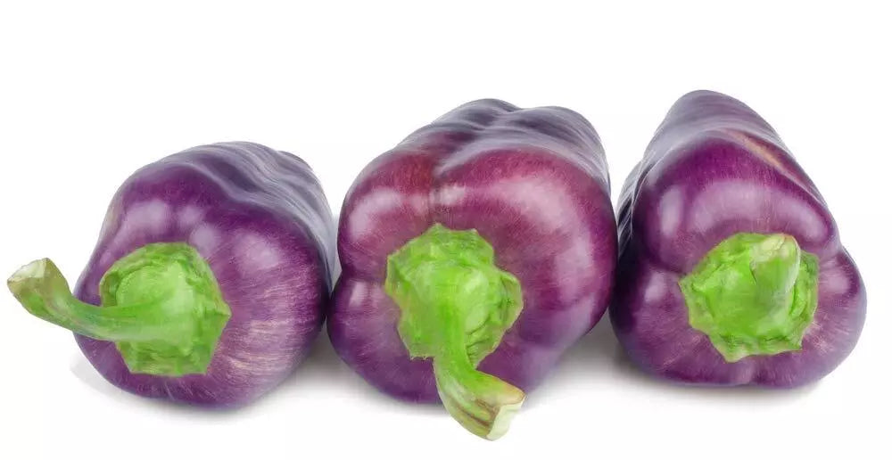 Purple Pepper Seeds - 100+ Capsicum annuum for Eating & Seasoning, Compact Bushy Plant, Edible & Decorative Vegetable Seeds