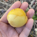 Loquat Scions for Grafting - Tori White Variety - 3 Cuttings - Eriobotrya japonica