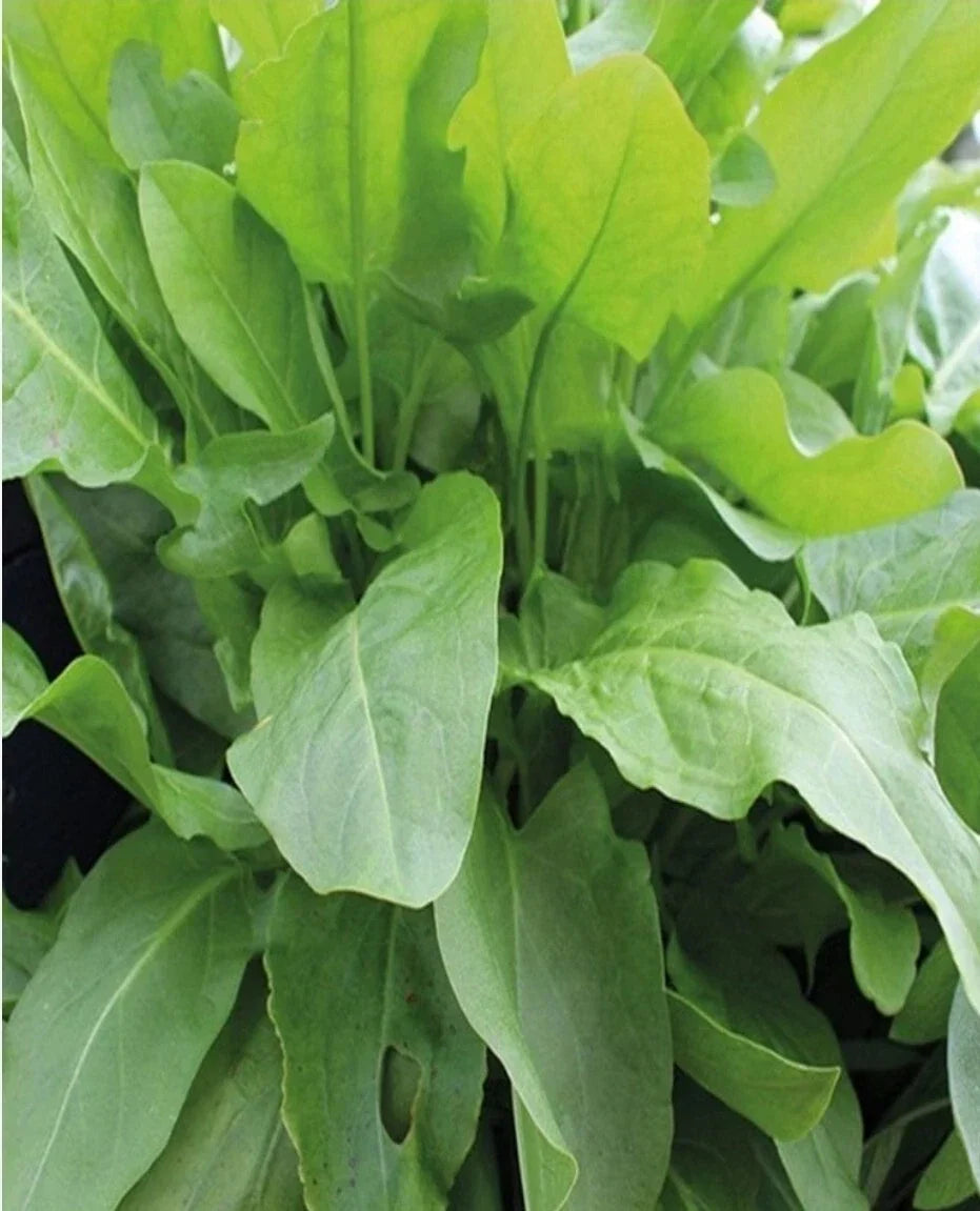 Organic Large Leaf Sorrel Seeds Rumex acetosa Herb Garden Seeds - 100+ Non-GMO, Heirloom, Culinary Herb