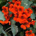 Nasturtium Seeds - Empress of India Red Vine - Edible, Hummingbird Attracting, Non-GMO, 20 Seeds, Tropaeolum majus